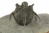 Detailed Spiny Cyphaspis Trilobite - Morocco #320859-2